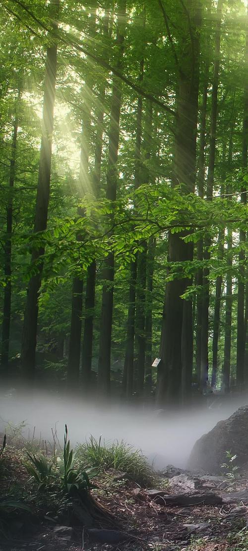 全面屏壁纸青翠森林郁郁葱葱