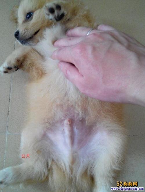 狗狗怎么辨别公母图片