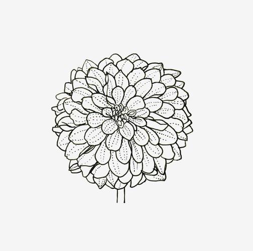 室内,特写,白天,白色背景,正面,数码,科技,阴影,盛开,网络,大丽花