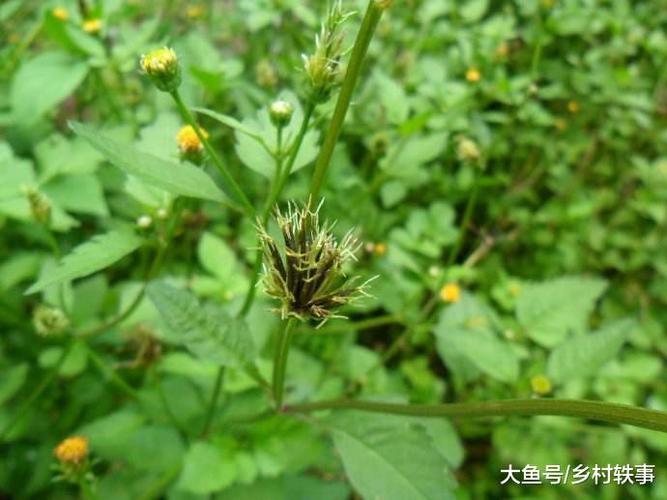 农村植物"小霸王", 一株可结千颗籽, 过去当成害草, 现在却抢着种