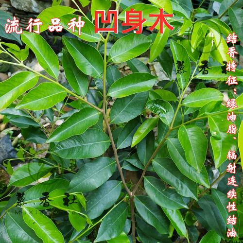 一代嫁接奇楠沉香树苗千里香指天椒凹身木大叶行道树