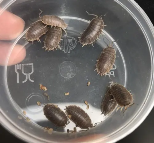 鼠妇是世界上分布范围较广的物种,从沿海平原到海拔5000米左右的高山