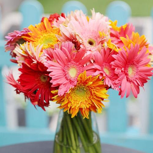 第四种,扶郎花.