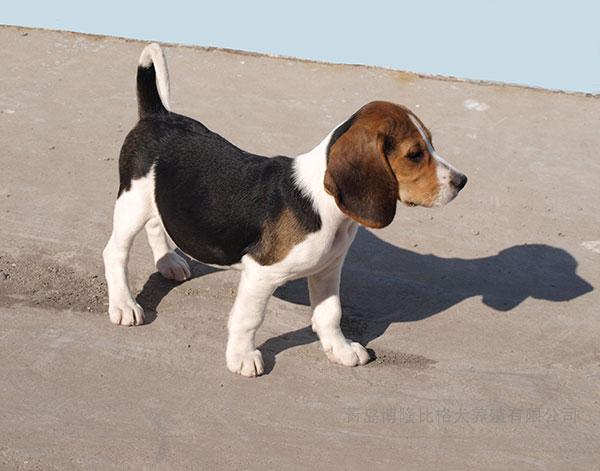 比格实验犬
