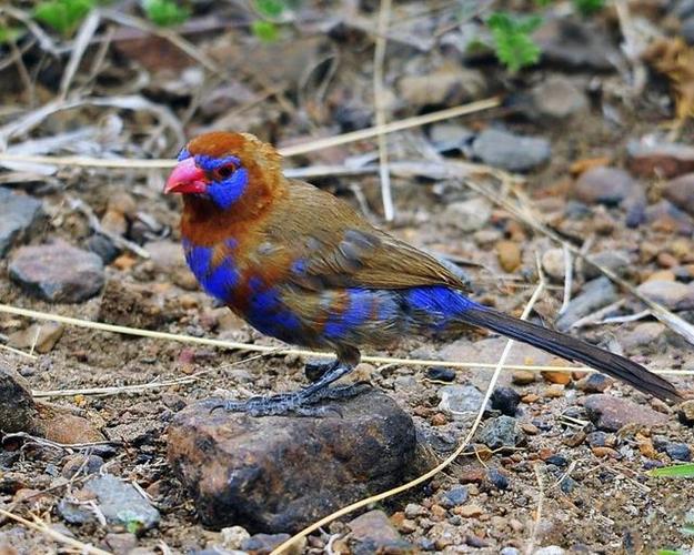 吃铁鸟:栖息在沙特阿拉伯森林里的一种鸟,特别爱吃铁.