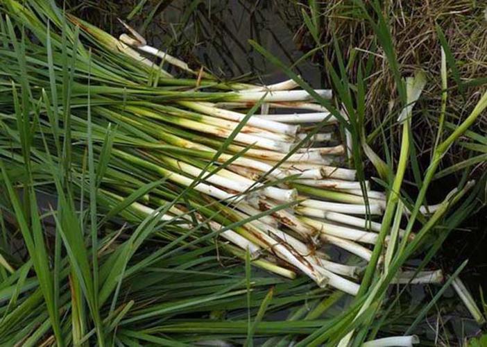 淮安特产—尖上的中国2 天妃宫蒲菜绿色野菜蔬菜淮安蒲菜蒲儿菜