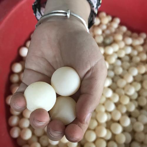 【当天抓】新鲜食用甲鱼蛋 包邮原生态无激素鳖蛋王八