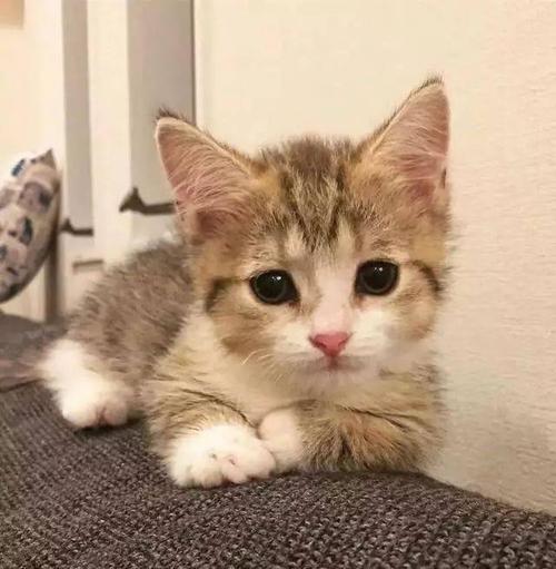 这只天生委屈脸的小猫咪,每天都心事重重