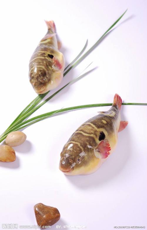 淡水中养殖,饲料就可以选择人工专业配比的饲料,这样即解决河豚毒素的