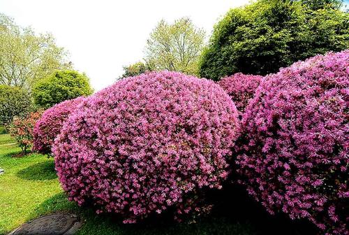 rubrum),又名:红继木,红梽木,红桎木,红檵花,红梽花,红桎花,红花继木