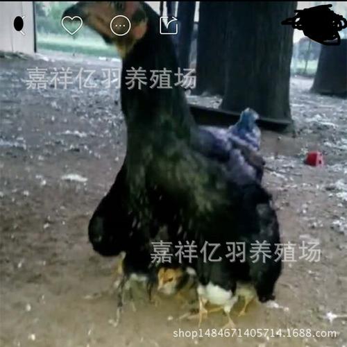 安徽省越南鬼子 鸡多少钱泰国斗鸡 多少钱包邮