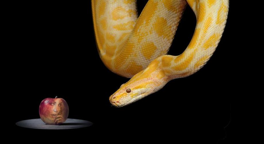 snake,apple,paradise,eve,bible,forbidden fruit,temptation