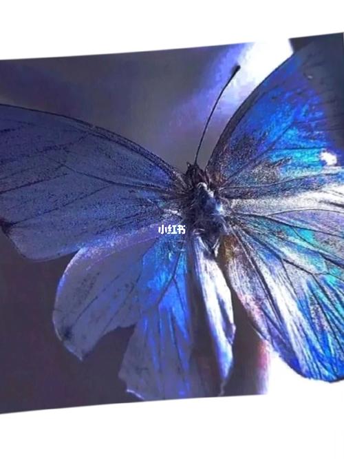 化蝶症_化蝶症_生活记录_日常片段_随手拍