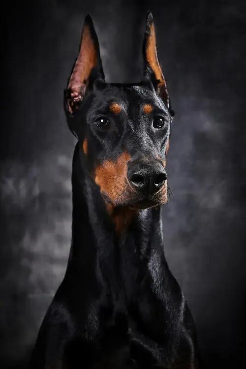 杜宾.警犬,工作犬,护卫犬.帅,有气质,颜值高.