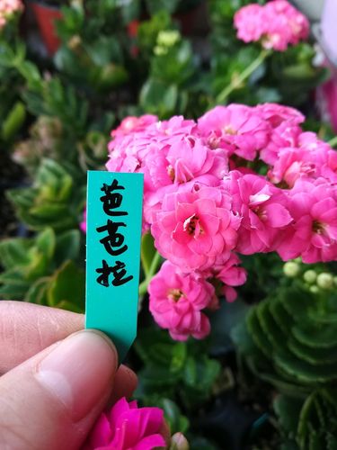 我养的长寿花品种记载