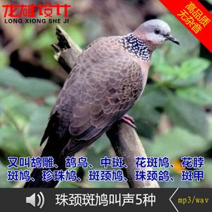 斑鸠叫声