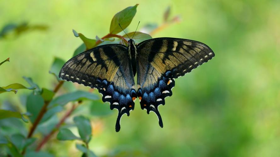 绿带翠凤蝶图片(16/19)