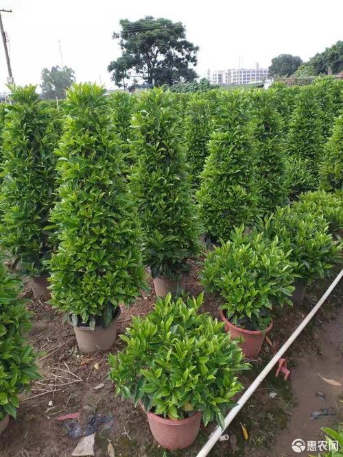 非洲茉莉塔型大量供应 精品非洲茉莉塔型 产地直销 规格齐全