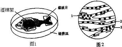 观察如图:"小鱼尾鳍内血液流动"图示,回答问题.