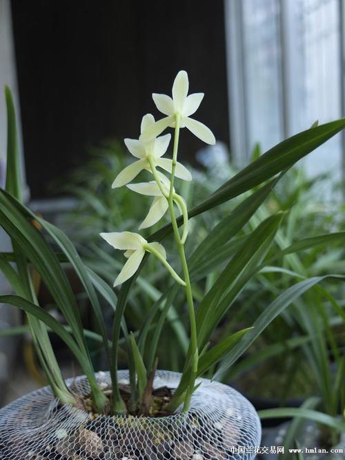 金顶雪2017年开品-建兰篇-中国兰花交易网社区