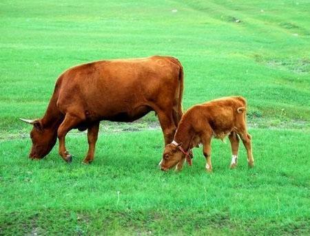 享受"牛吃草,鸡兔同笼"的数学题目带来的乐趣