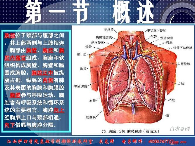胸部检查(十一) 循环系统常见疾病的主要症状和体征