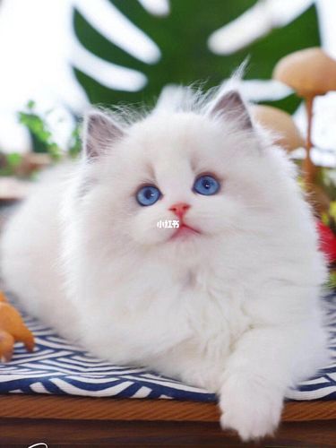 布偶猫真实可爱极了_布偶猫_宠物_猫