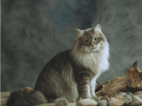 如果说俄罗斯有吉祥物,那一定是西伯利亚森林猫