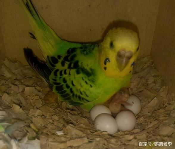 虎皮鹦鹉怎么养才能下蛋?看完这篇文章,让你家里的鹦鹉爆窝