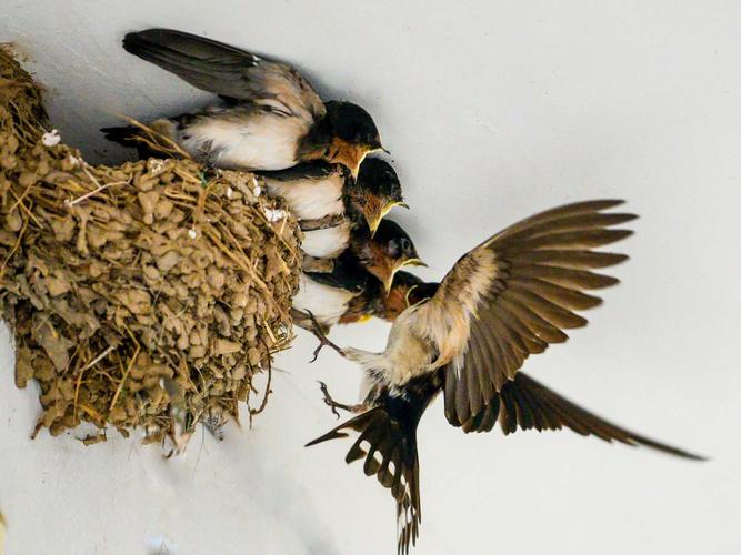 燕子妈妈还是不辞辛苦一刻不亭地忙着捕食,喂食.