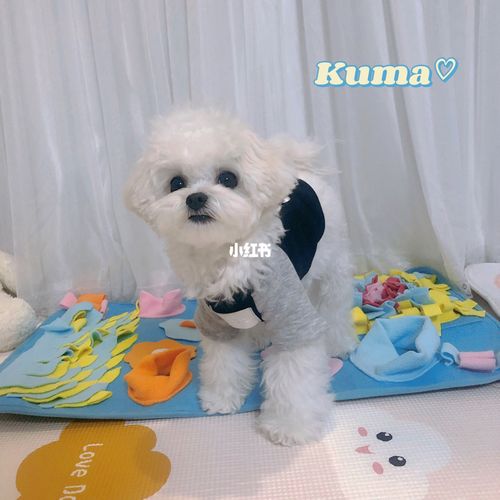07比熊kuma|8个月啦98h09545452 :d_kuma_比熊_宠物_我家