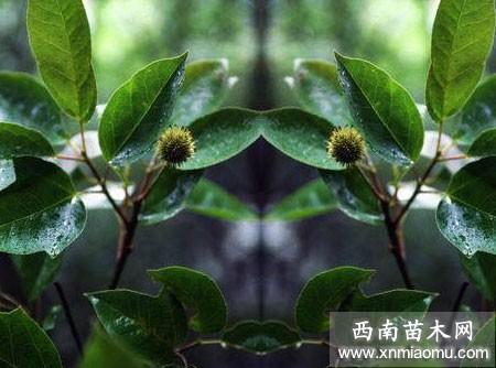 半枫荷嫩枝秋季扦插繁殖栽培育苗技术