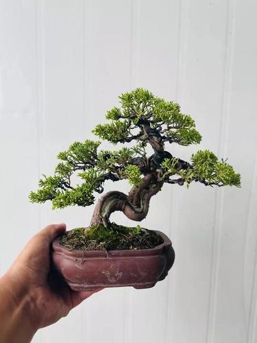 小品真柏最近炒的比较火的盆景树来观赏下