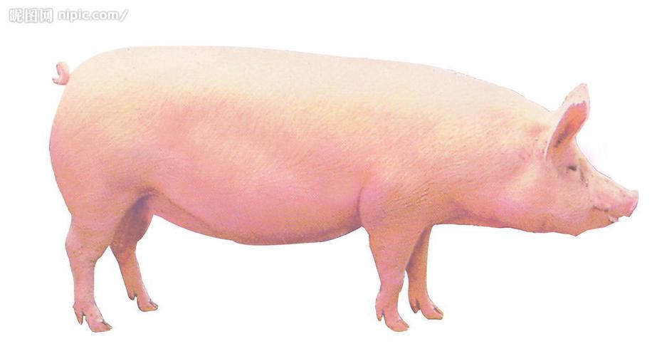 高清生猪图片