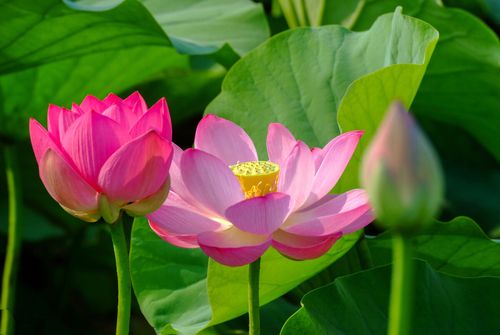 如果待人宽厚总是赞叹随喜福报就会越来越厚