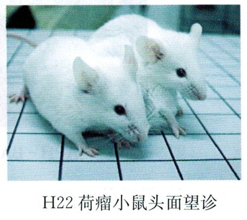 大鼠小鼠常见证候的头面吻鼻目望诊