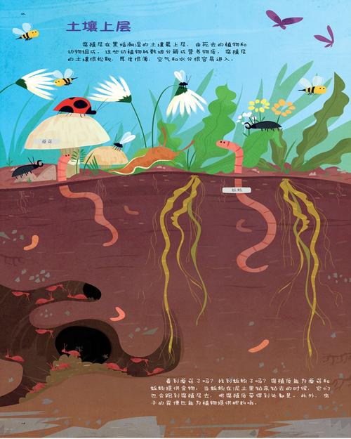 你看不到的世界:土壤里的王国