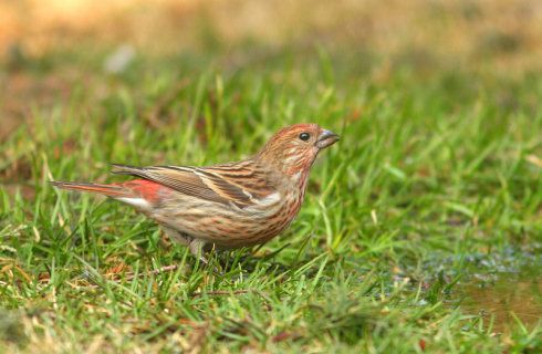 靠山红呀靠山红