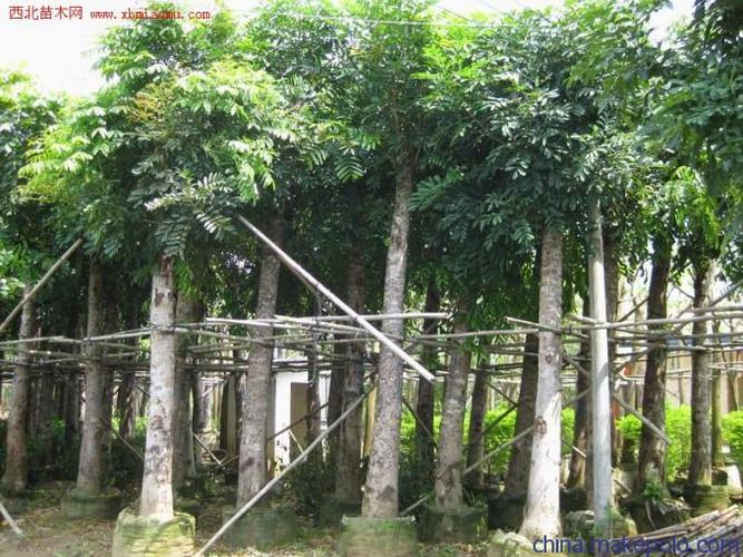 供应非洲桃花心木天津港,张家港进口报关专业代理