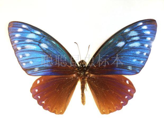 a1品质 未展翅 翠蓝斑凤蝶 chilasa paradoxa 原蝶真蝴蝶标本