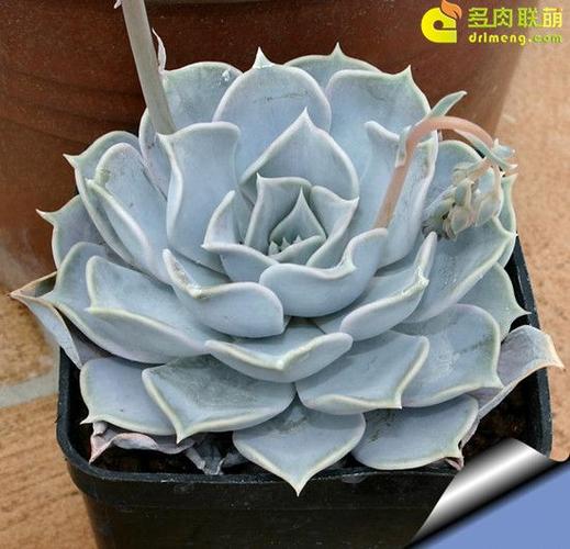 丽娜莲的种植和图片 | 多肉联萌