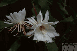 昙花一现惊艳世界太美了送给我最好的朋友