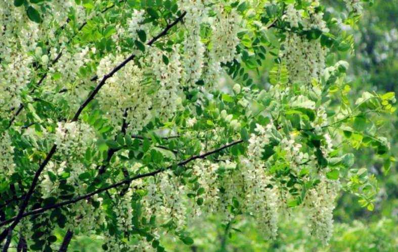 【散文】绽放的槐花‖赵立策 苏晓红