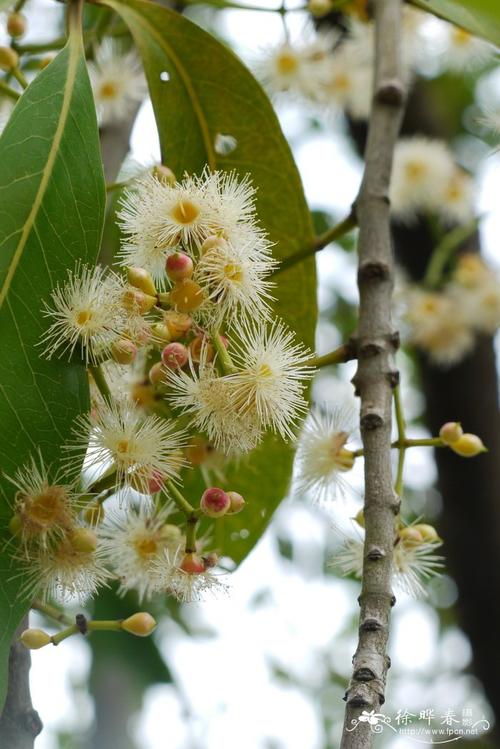 水翁syzygium nervosum
