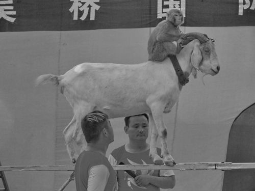 标题:猴骑羊2