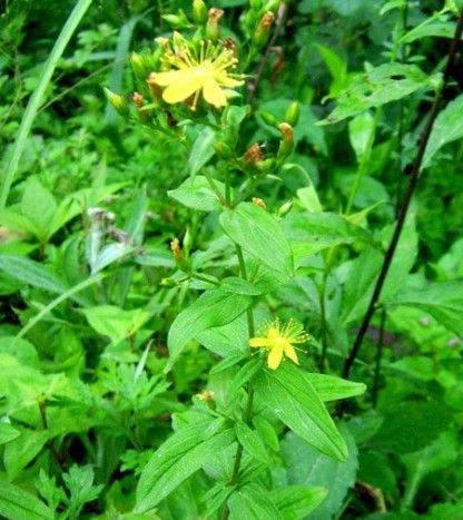 蛇毒草长什么样子