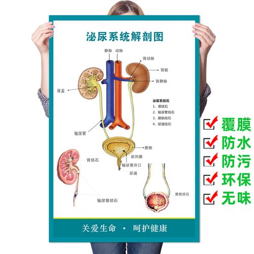 医院人体泌尿系统结构示意图海报男女生殖结石挂图泌尿系统解剖图
