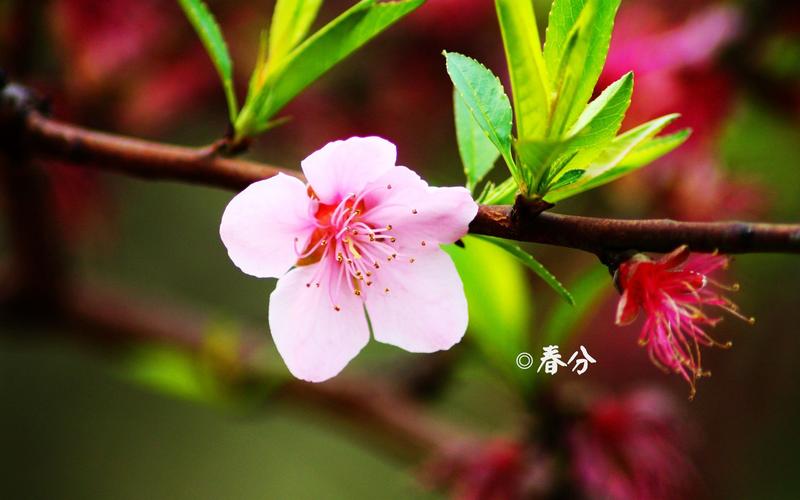 春分节气高清壁纸