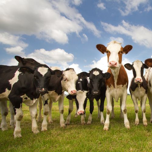 live hereford cattle, live holstein heifer cattle for sale.