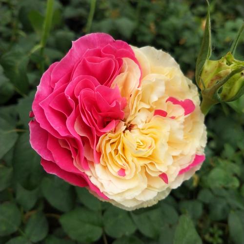 风月月季花苗欧月切花灌木双色月季四季开花浓香型带花苞发货